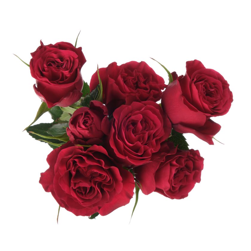 Bellalinda Love Rose - Red (25 stems)