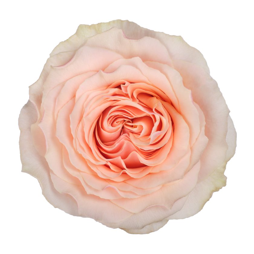 Felicity Rose - Peach (25 stems)