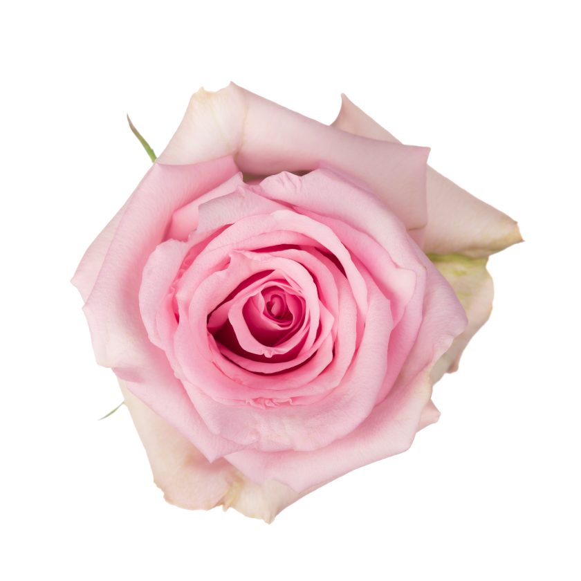 Jessika Rose - Light Pink (25 Stems)