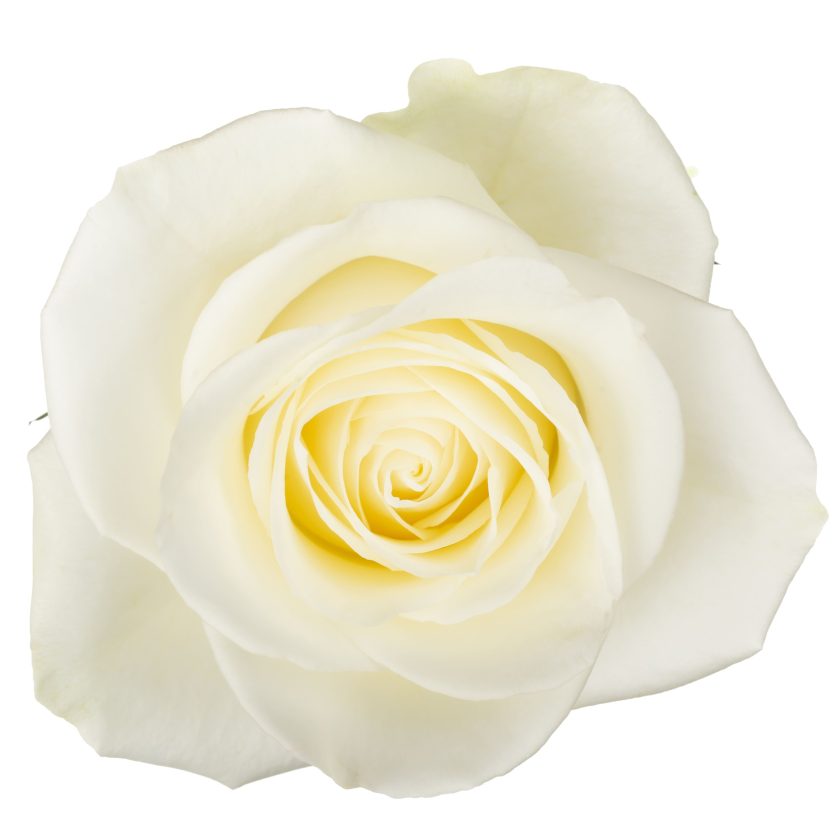 Miss White Rose - White (25 stems)