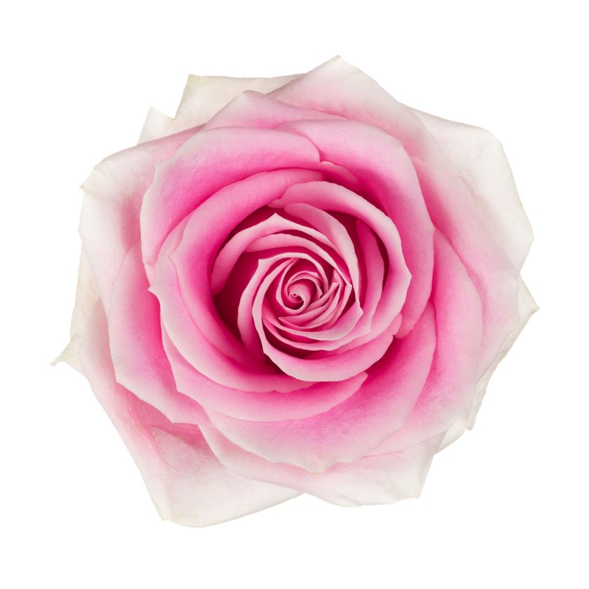 Rosita Vendela Rose - Light Pink (25 stems)