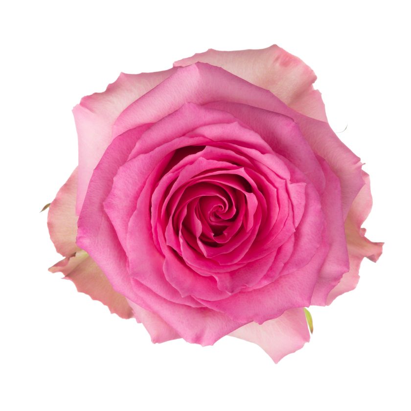 Sweet Unique Rose - Light Pink (100 stems)