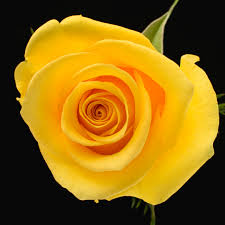 Momentum-Rose-Yellow (25 Stems)