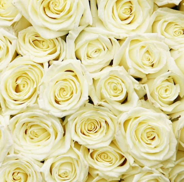 25 Roses Bunch (White)