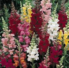 Snap Dragon (70cm)