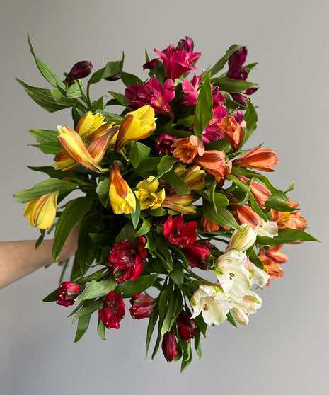 ALSTROEMERIA ASSORTES