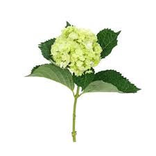 Hydrangea mini green