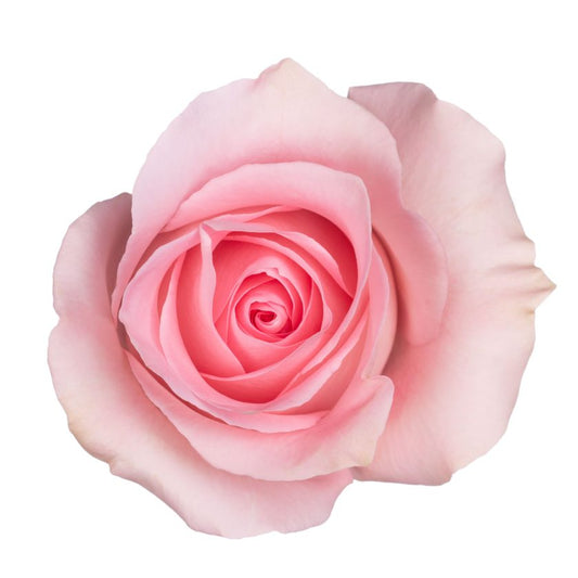 Luciano Rose Light - Pink (25 Stems)