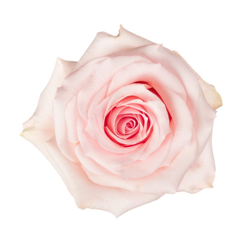 Novia Rose - Light Pink (100 stems)