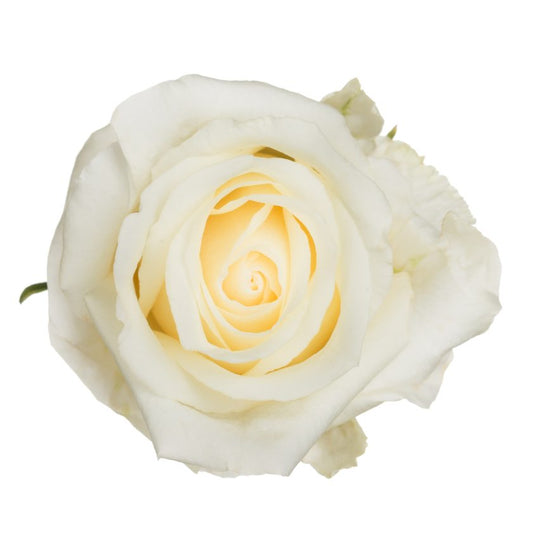 White Chocolate Rose - White (25 stems)