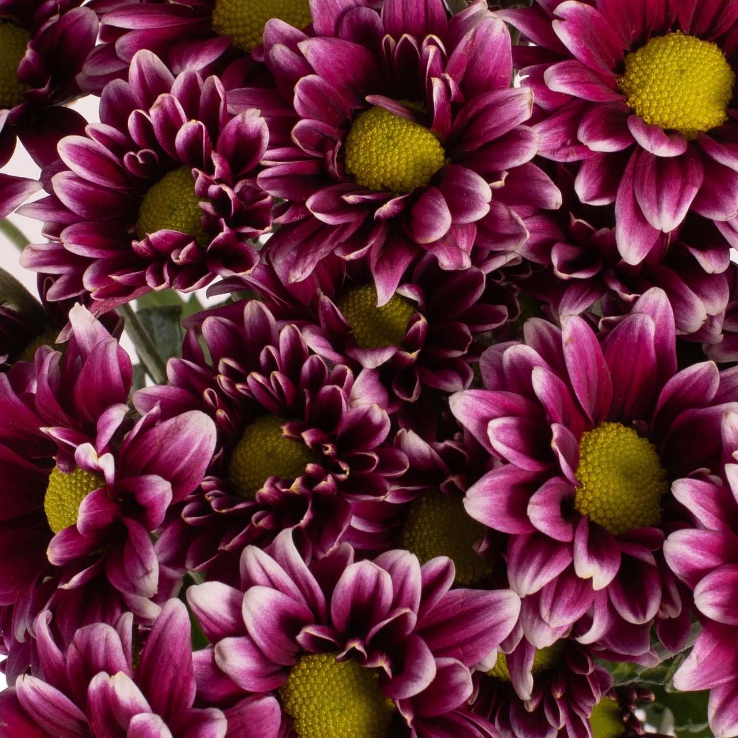 DAISY PURPLE