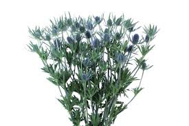 ERYNGIUM BP BLUE DYNAMITE