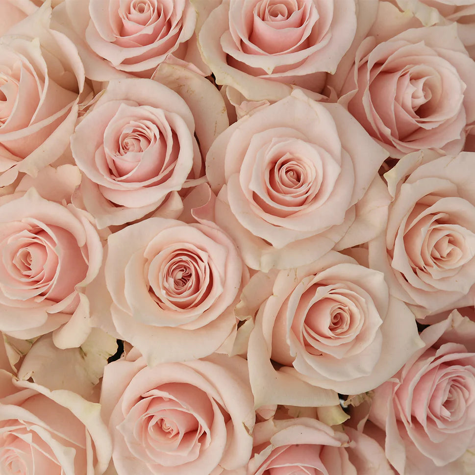 25 Roses Bunch (Light Pink)