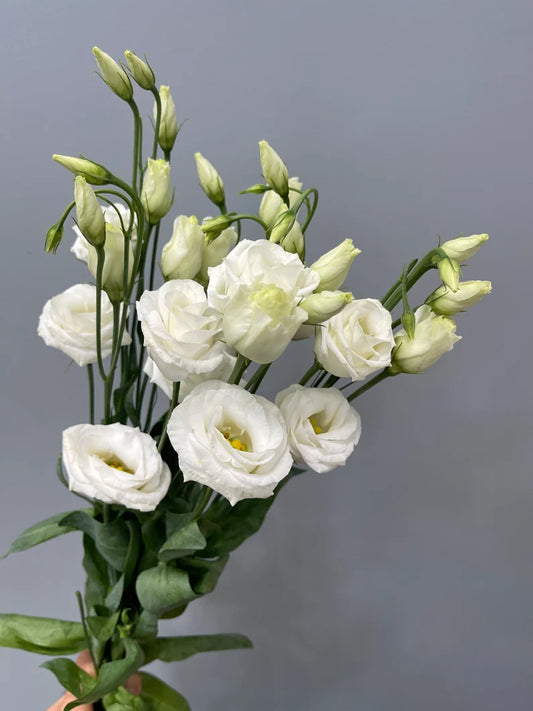 LISIANTHUS(70 CM)