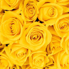 25 Roses Bunch (Yellow)