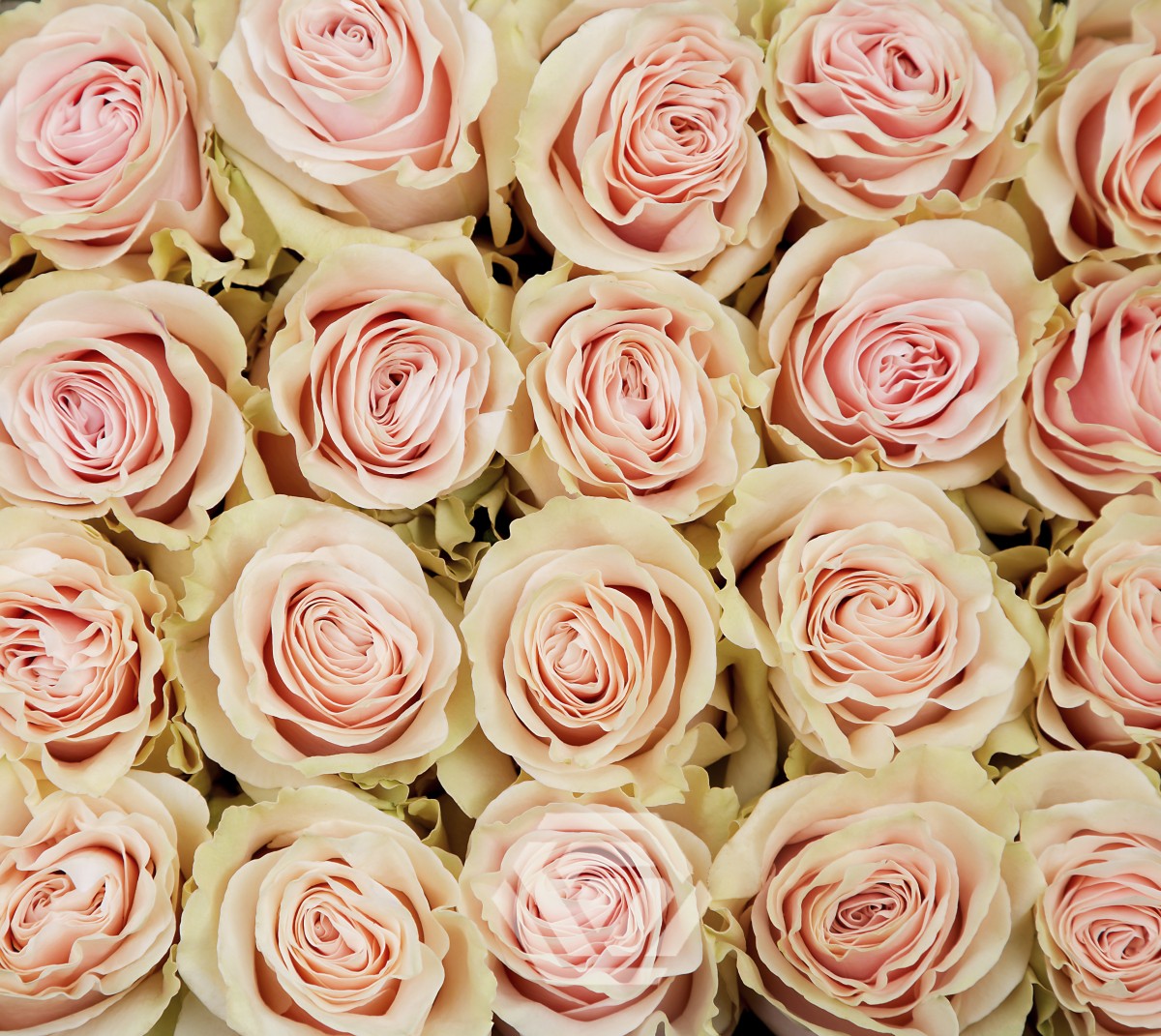 25 Roses Bunch (Light Pink)