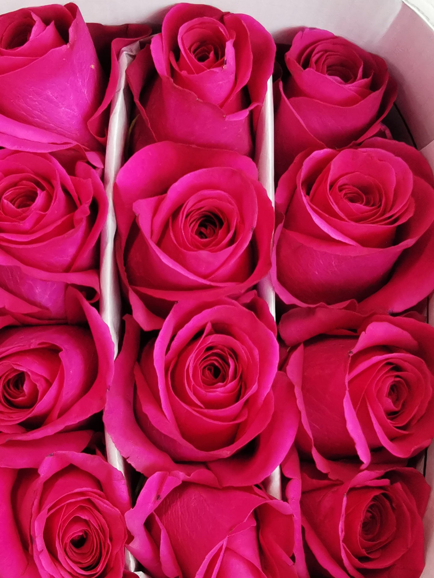 25 Roses Bunch   (Hot Pink)