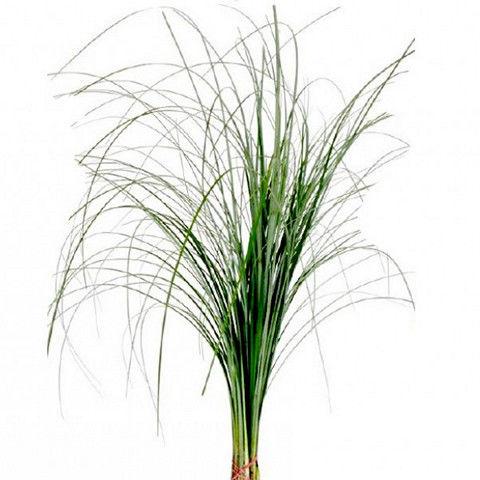 BEAR GRASS CASE