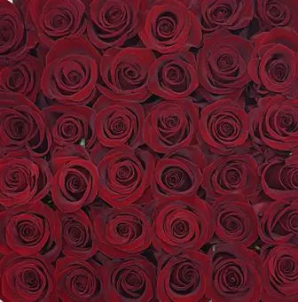 25 Roses Bunch (Dark Red)