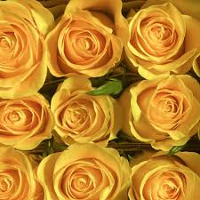 25 Roses Bunch (Yellow)