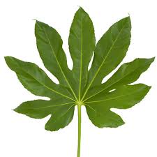 ARALIA LARGE CASE