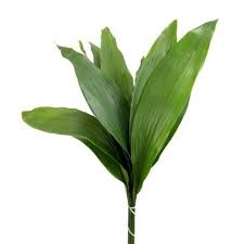 ASPIDISTRA GREEN CASE