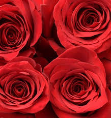 25 Roses Bunch (Red)