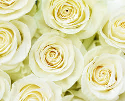 25 Roses Bunch (White)