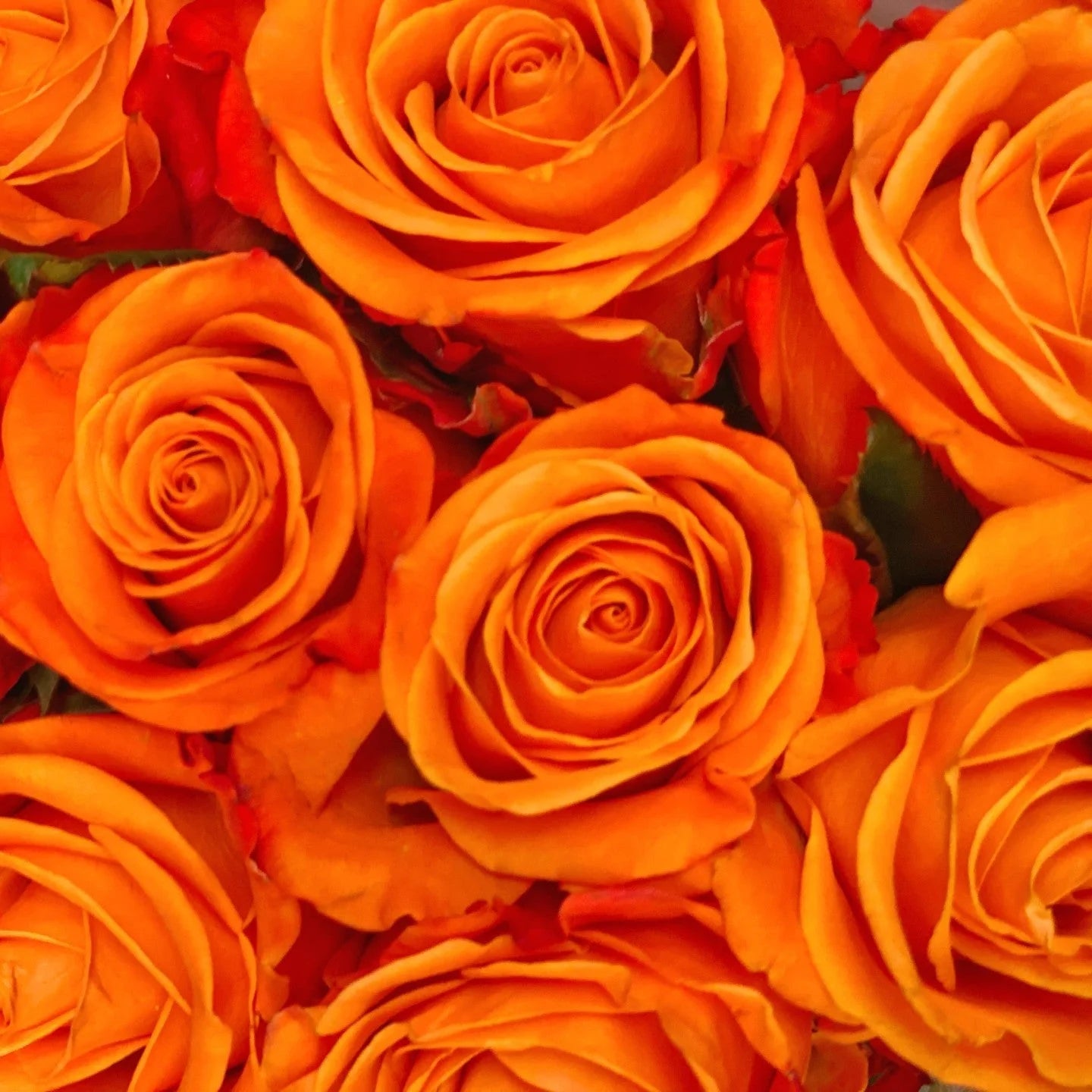 25 Roses Bunch (Orange)